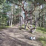 Апартаменты Haus Wander-lust Лаутербах