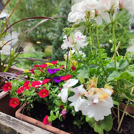 Haus Wander-lust * Lauterbach (Baden-Wurttemberg)